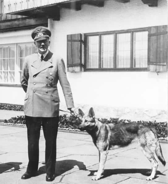מרכז הכלב והאדם - הכלבים במלחמת העולם השניה