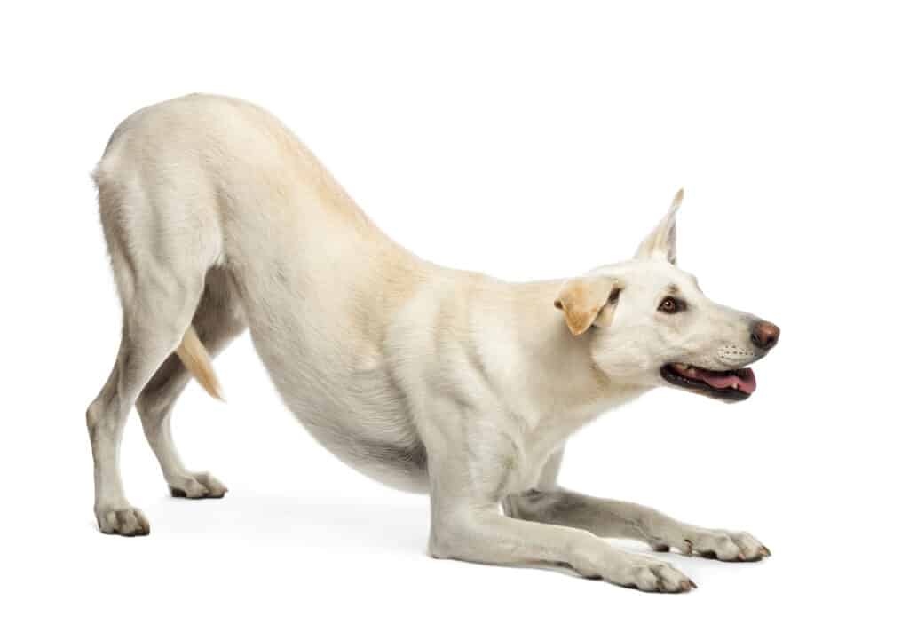 שפת הכלבים: המדריך המלא להבנת התנהגות כלבים, מרכז הכלב והאדם